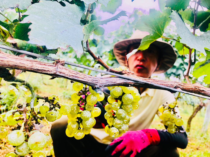 プレザンティール村井敏人さん〜シャルドネの畑にて