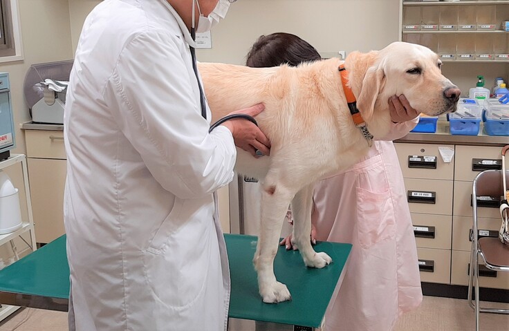 診察台に乗っている盲導犬