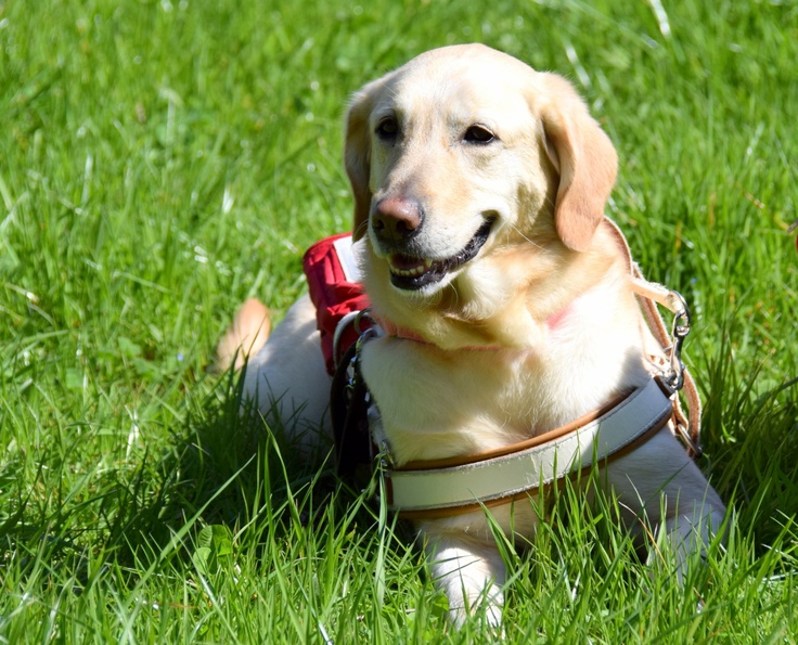 FRにいる盲導犬