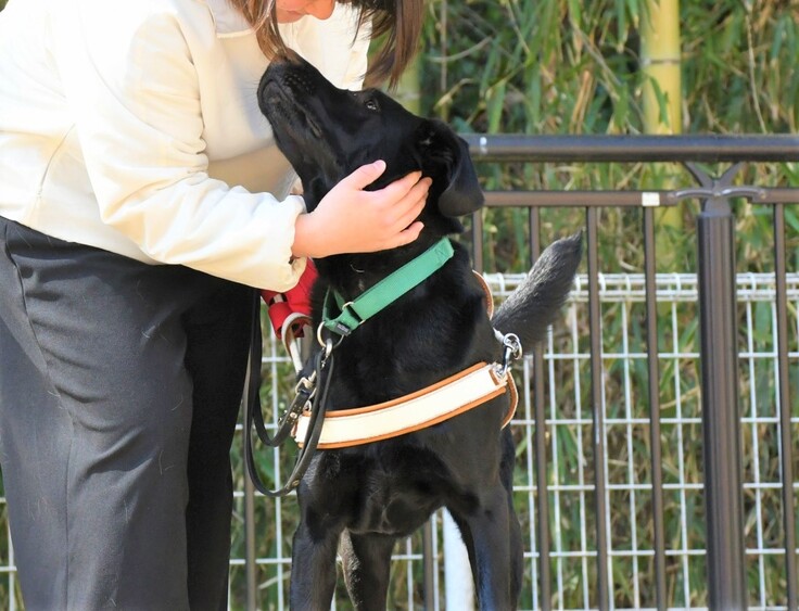 職員と訓練中の候補犬