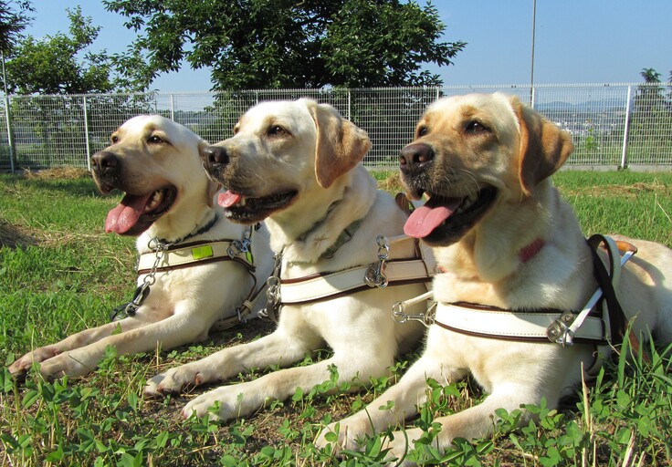 盲導犬たち