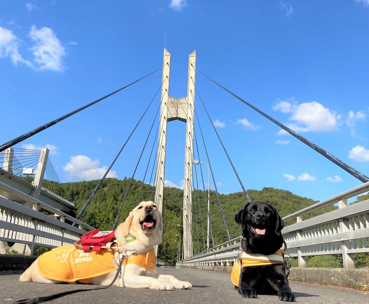青空と盲導犬
