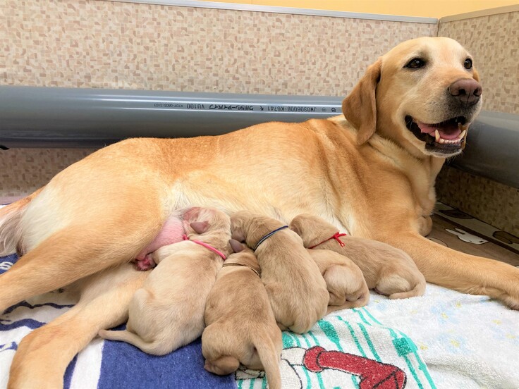 ボランティアさんの声
