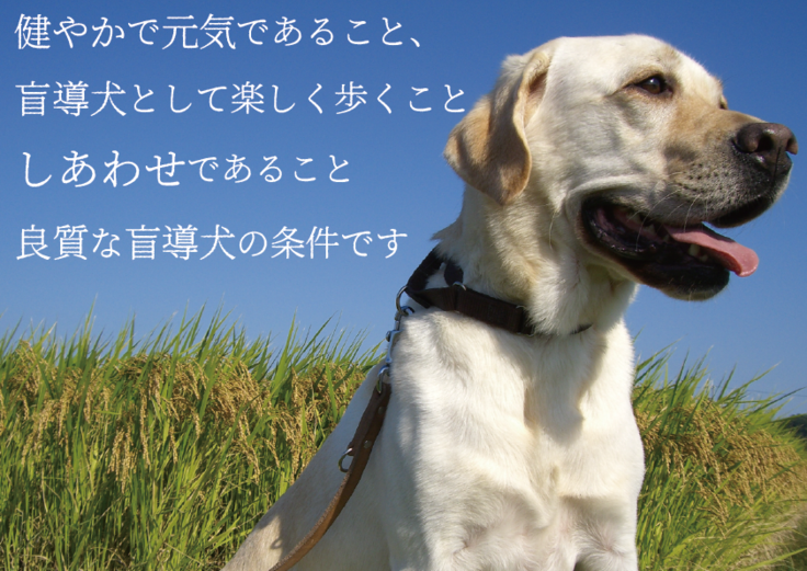 良質な盲導犬