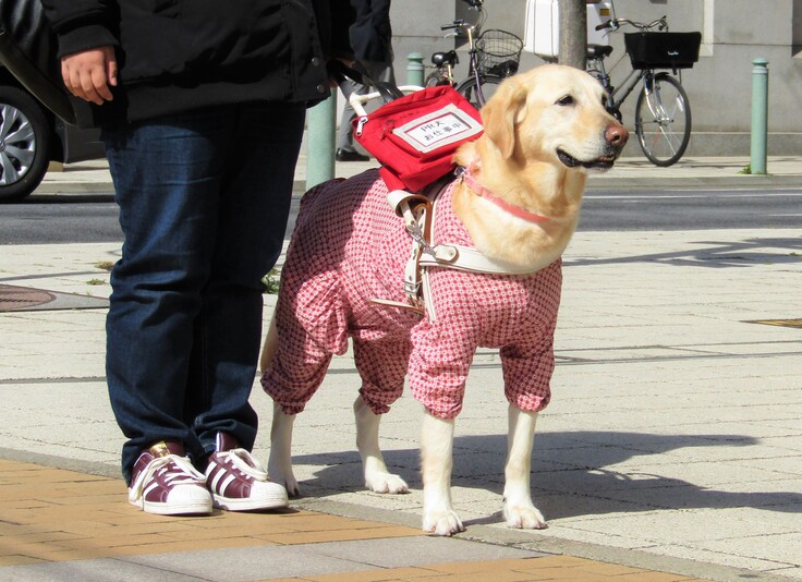 盲導犬デビュー