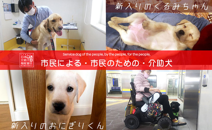 日本介助犬福祉協会の日々の活動