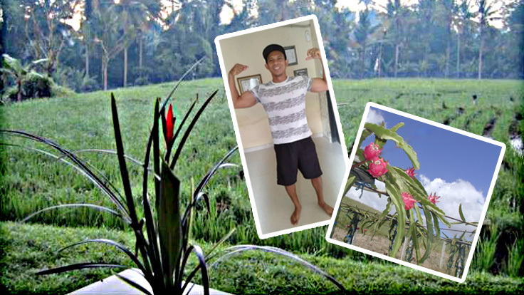 マイフルーツ畑