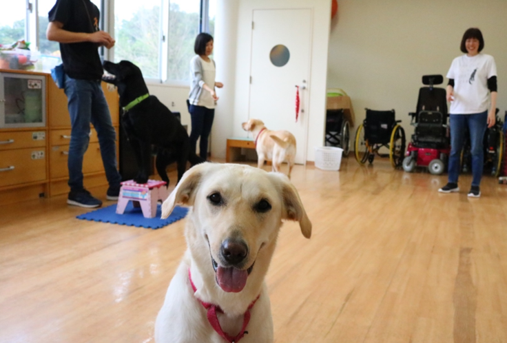 介助犬育成 お仕事紹介 訓練 介助犬育成支援プロジェクト 思いやりある交通社会への道をみなさまと Jaf 一般社団法人 日本自動車連盟 21 03 24 投稿 クラウドファンディング Readyfor レディーフォー