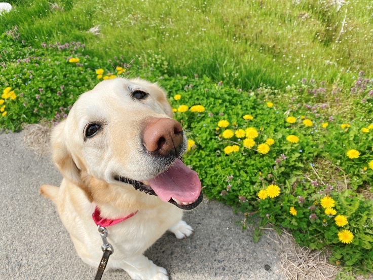 たんぽぽリリー