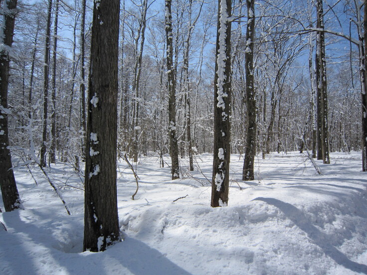 ラボランド冬の森