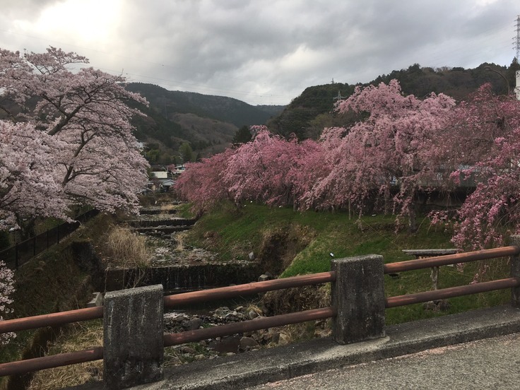 Hakone Sakura