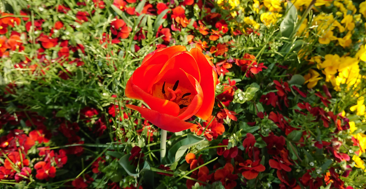 チューリップを真上から撮影