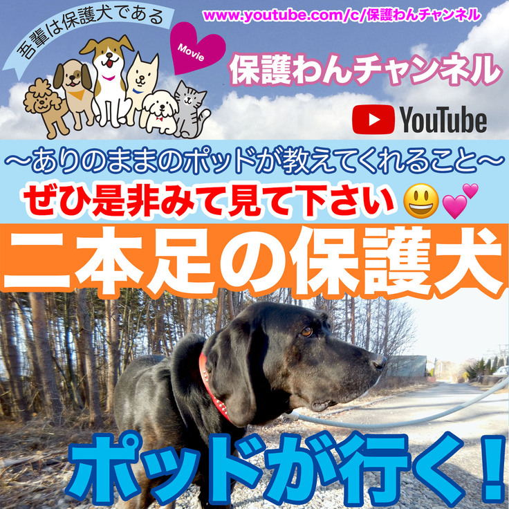新しい告知動画を公開しました 日本全国を殺処分ゼロへ 皆で考える前向きな映画を作りたい 保護わん 一般社団法人 保護犬のわんこ 21 04 14 投稿 クラウドファンディング Readyfor
