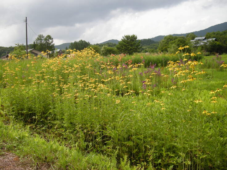 村道曽原通りオオハンゴンソウ繁茂の様子