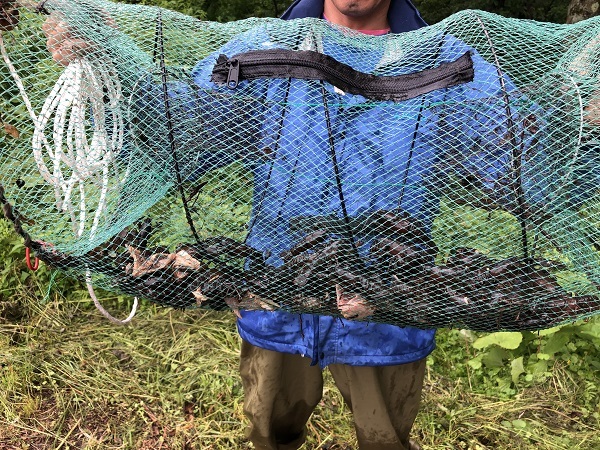 籠にかかったウチダザリガニ