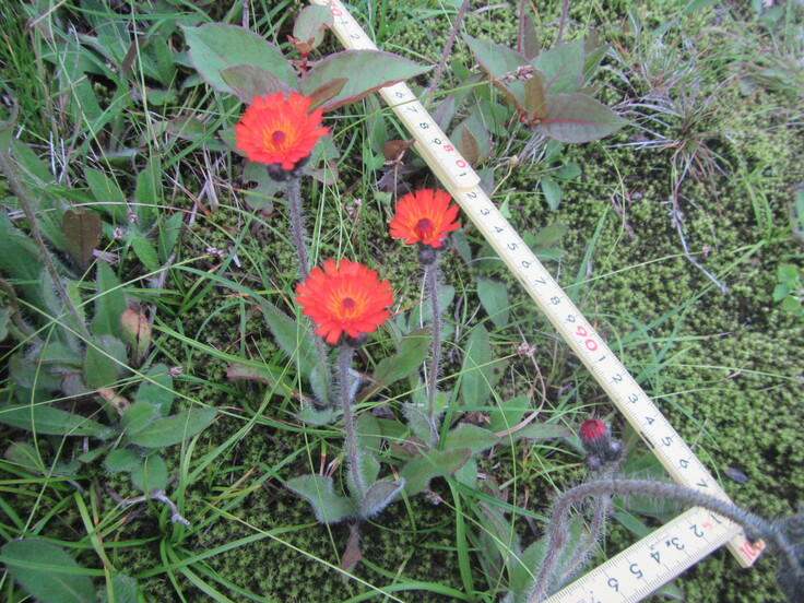 コウリンタンポポとコドラート