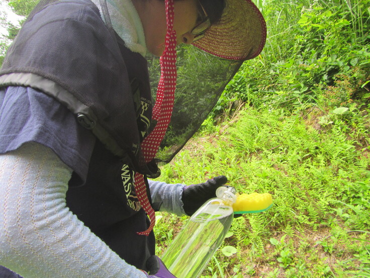 オオハンゴンソウ防除の様子