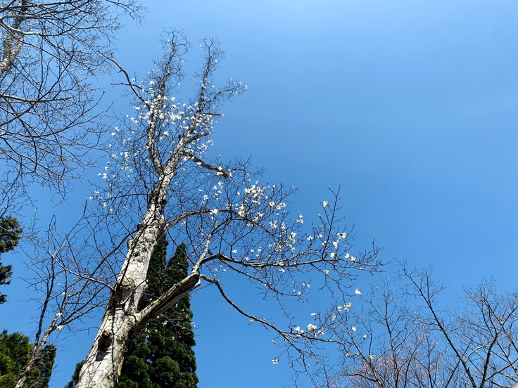 空に伸びるコブシの木