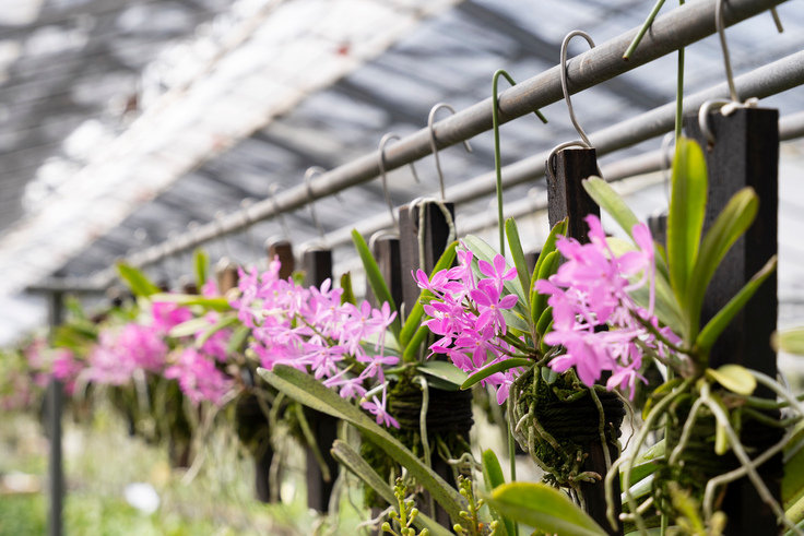 洋ランハウスのイメージ