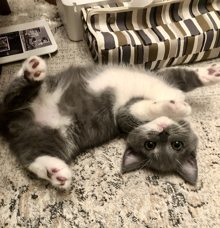 FIPになったグリ（生後3ヶ月のときに撮影）