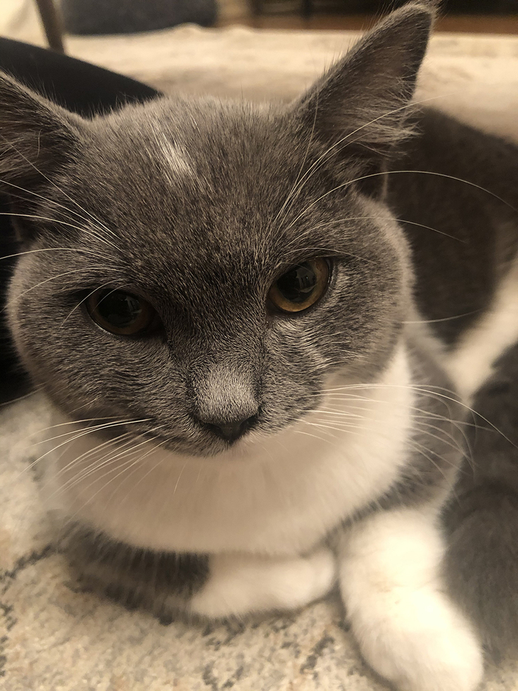 じっとしているグリ