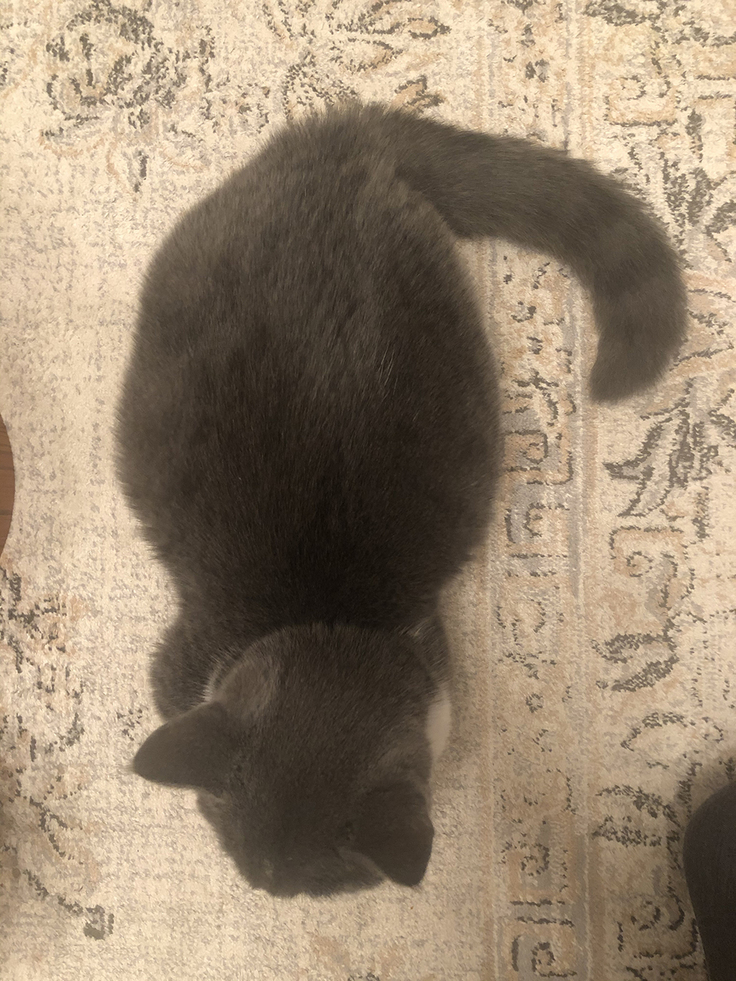 グリ　FIP　治療薬投薬1日目