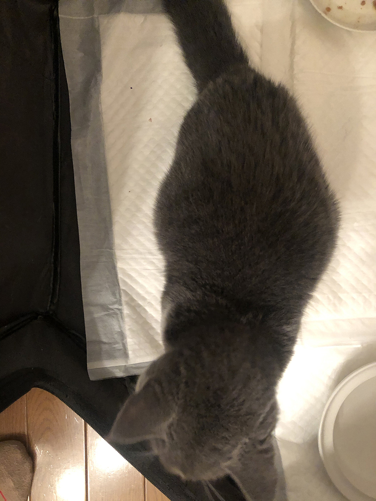 グリ　FIP治療薬投薬3日目