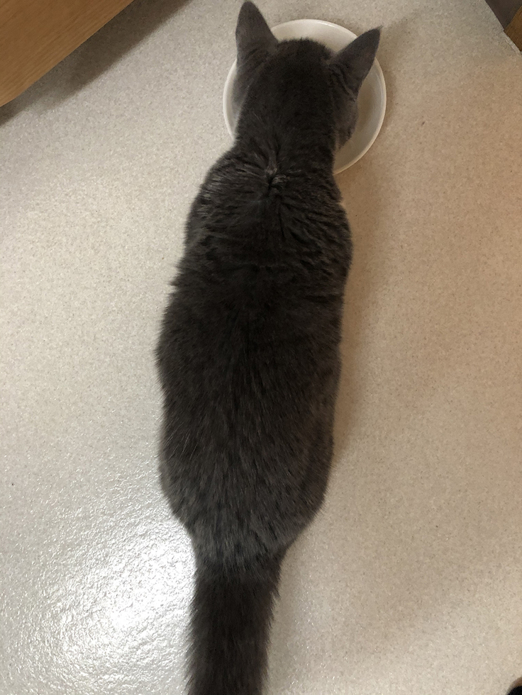 グリ FIP新薬投薬5日目