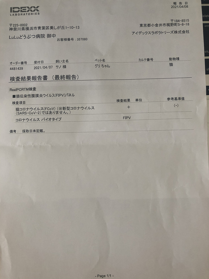 グリ　FIP診断書