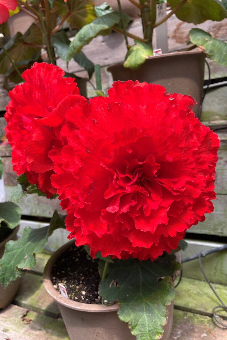 球根ベゴニア　深紅