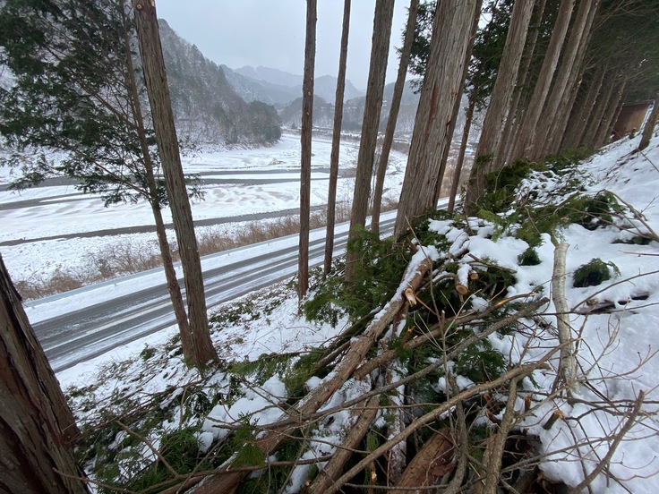 近所の枝打ち後のヒノキの葉