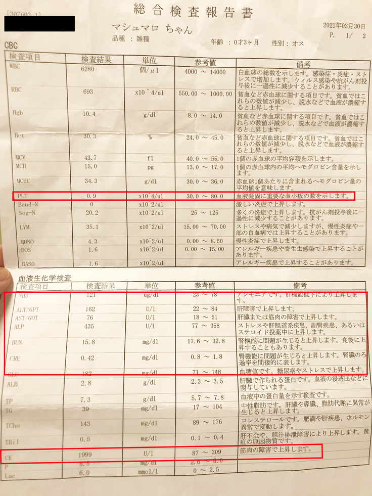 祝 達成率が70パーセントを超えました 猫伝染性腹膜炎 Fip マシュの治療費のご支援ご協力のお願いです マシュの飼い主 21 05 24 投稿 クラウドファンディング Readyfor