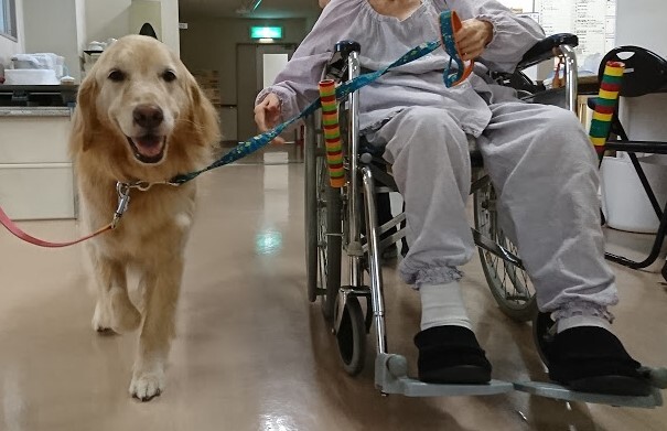 セラピー犬の紹介 クララちゃん 犬の心を学び 動物も人も思いやることのできる学習ワークブックを 特定非営利活動法人 心織 ここる 21 05 28 投稿 クラウドファンディング Readyfor