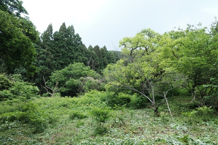 ツリーハウス建設予定地