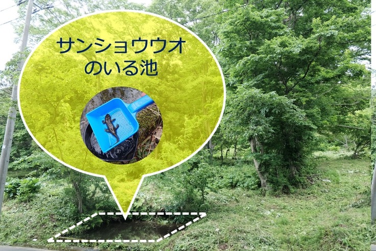 サンショウウオ