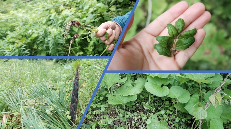 食べられる植物