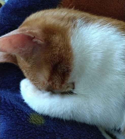 けいれん 難病と闘う生後7ヶ月の保護猫 茶々丸 を助けてください Moriokamomoyo 21 06 12 投稿 クラウドファンディング Readyfor レディーフォー