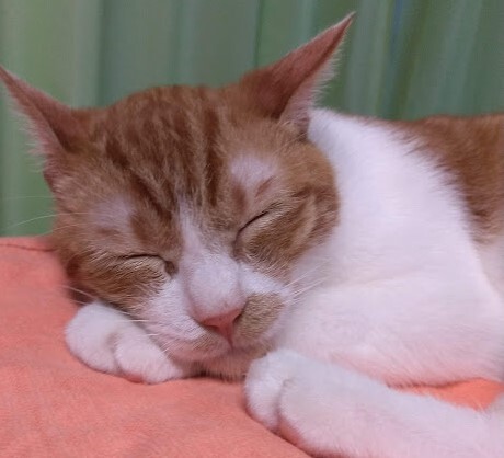 落ち着いています 難病と闘う生後7ヶ月の保護猫 茶々丸 を助けてください Moriokamomoyo 21 06 16 投稿 クラウドファンディング Readyfor