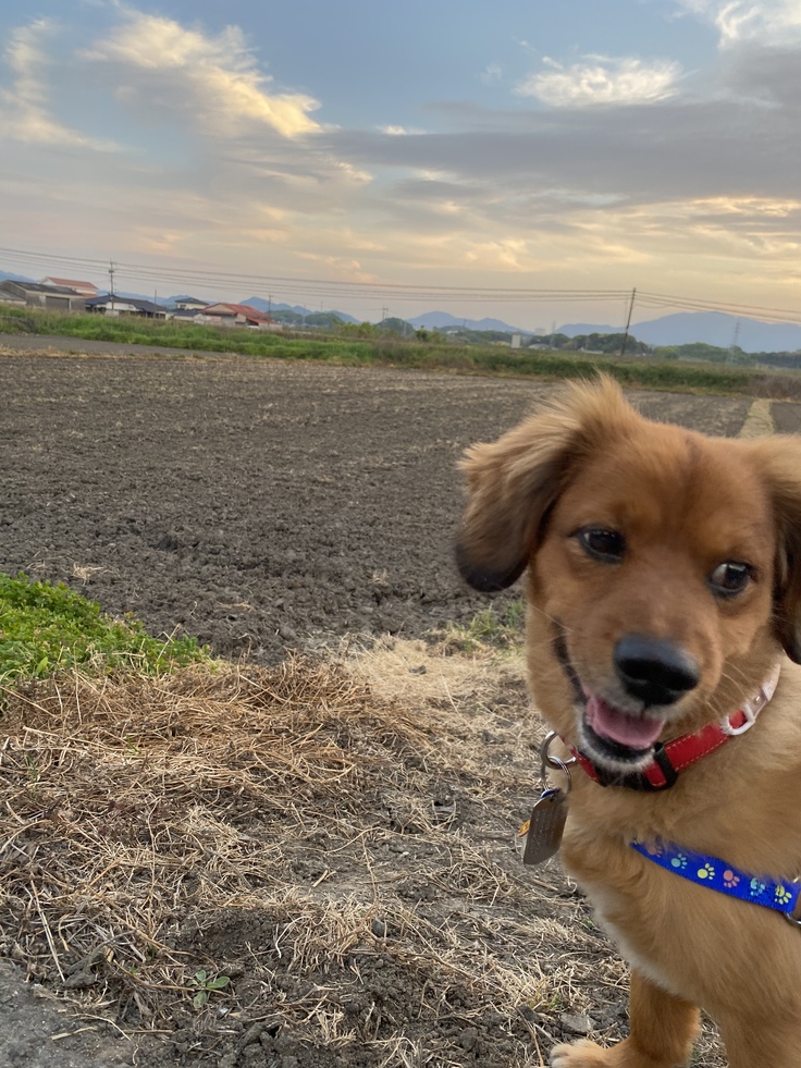 すぐに息が上がる