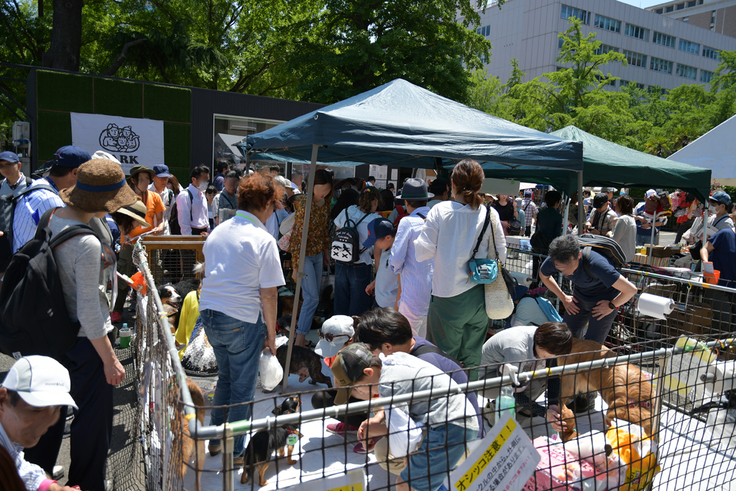 譲渡会が出来なくなってしまった・・・