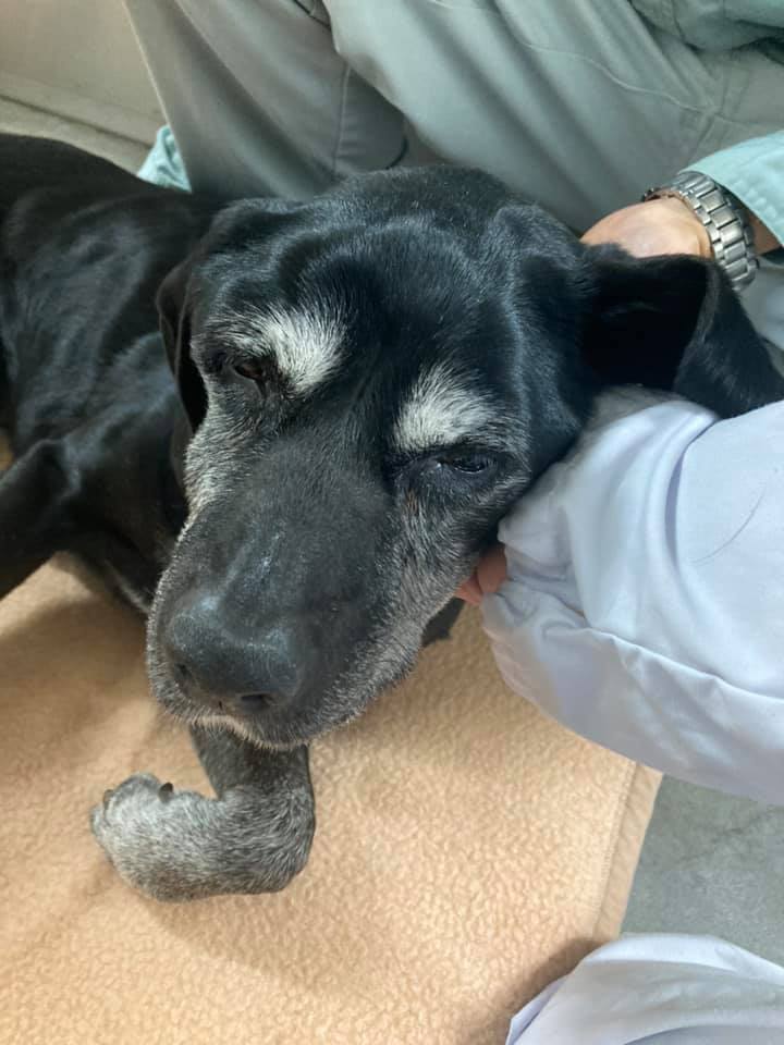 今年に入ってからの緊急ﾚｽｷｭｰ