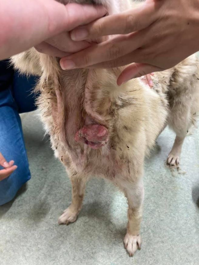 扁平上皮癌の子