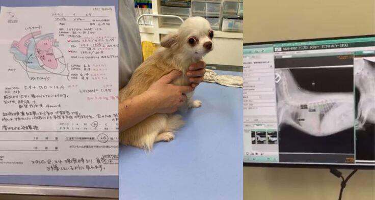 メジャー心臓病発覚