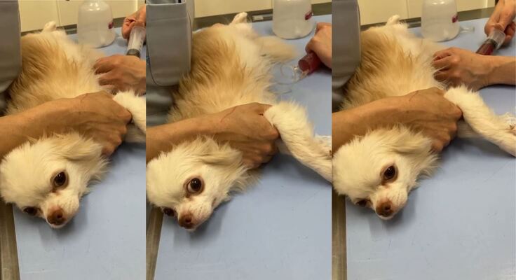 胸水腹水を抜くメジャー