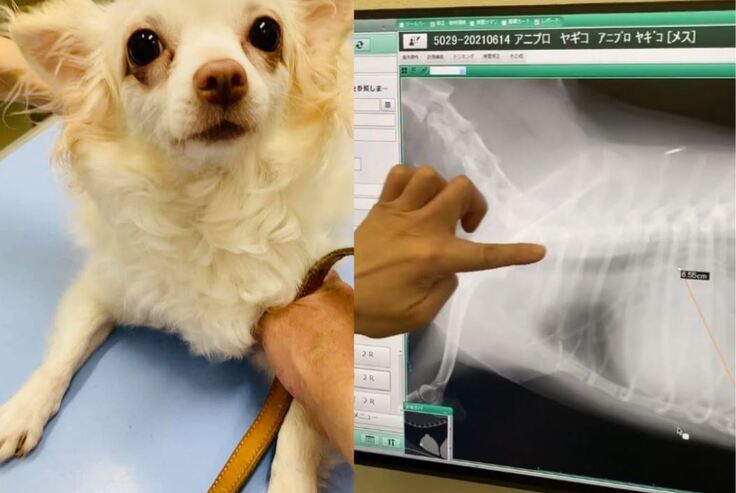 ヤギ子にまで・・・