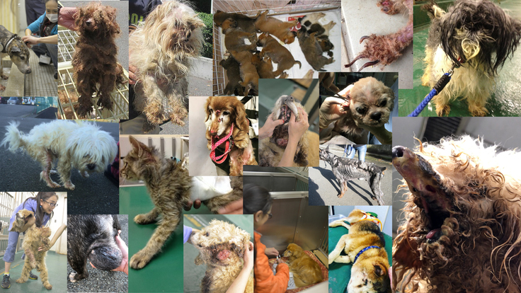 命を諦めないアニプロの活動。