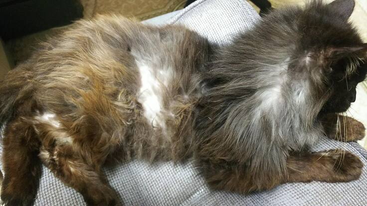 一時は毛がボサボサと抜けていた