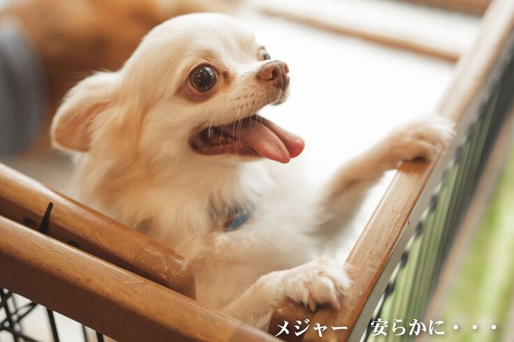 メジャー　安らかに・・・