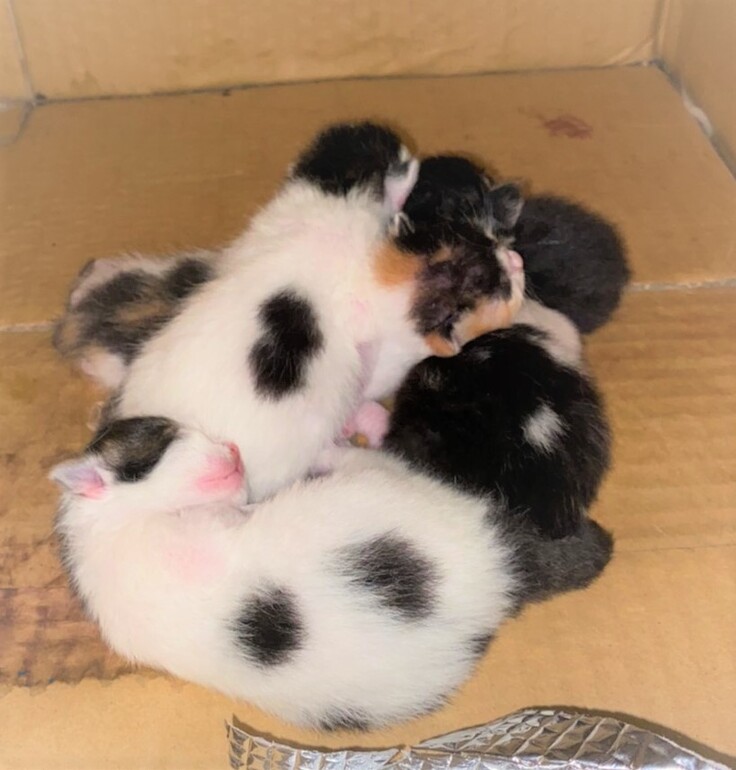 生まれた仔猫たち