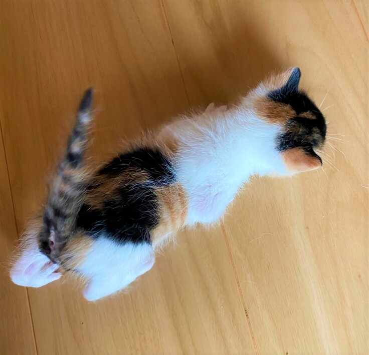 生まれたばかりのえび